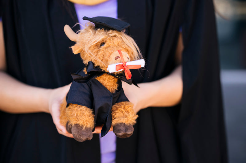 Graduation Cow